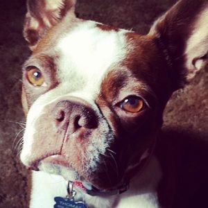 Meet your Posher, Oxheart